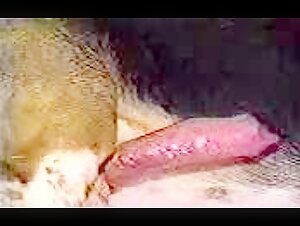 iCarly and her forbidden love for her dog