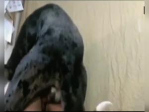 Ident animal: Hardcore canine fuck