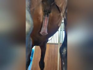 In the wild lair: the bestial power revealed