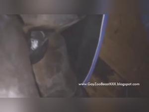 Indomitable Desire: Milly and the Horse - Pt2