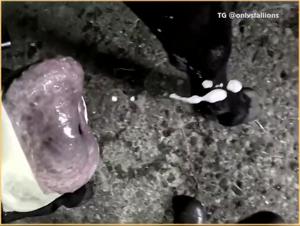 Indomitable zoophilia: animal desire to the test