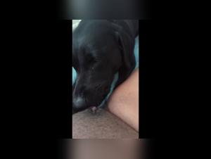 Intense animal porn awaits you!