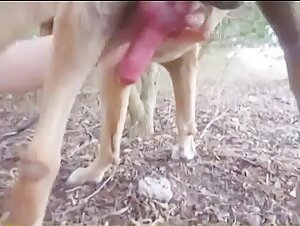 Intense canine blowjob
