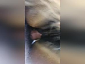 Intense Zoophilia: Animal Debauchery Revealed