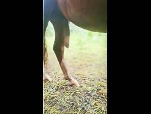 Intimate life with a powerful mare: salty and salivating hundeporno fuck
