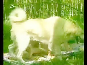 Intimate Moment with a Dog in the Forest