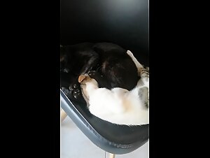 Intimate Moment with My Cat