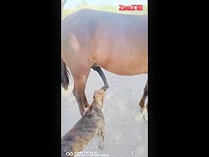 Intimate Moments with Horses and Dogs