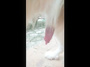 Intimate with the family dog   2