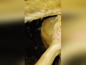 Intollerable Desire: Animal Fuck without Limits