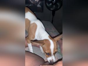 Intollerable Desire: Female Zoophilia