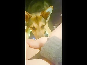 Irish Girl - More Pussy Licking Dog Video in the Car