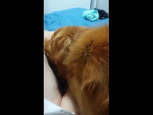 Irrepressible Desires: The Art of Animal Submission