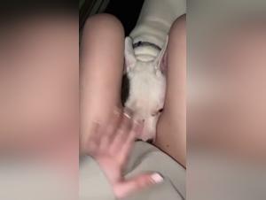 Irresistible Desires: Animal Pleasure in Porn Video