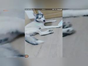 Japanese Animal Fuck: Indomitable Debauchery