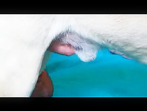 Jerking and blowing a lucky dog