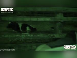 Kerstin Ks: The Canine Obsession - Hardcore XXX Videos