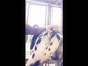 Kimberly and her dog in a beastly video