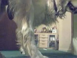 Kinky Challenges: When human desire meets raw animality.