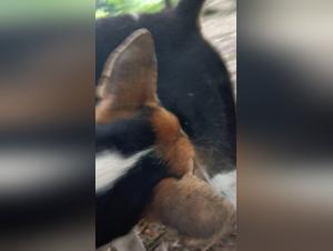 Kiss with dog: limits without limits