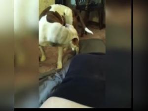 Knot Pullout 2: Animal Obsession Without Limits