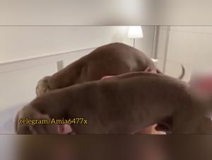 Knotting Animal: Canine Domination at Home