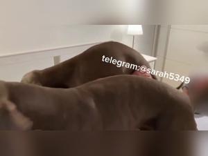 Knotting experience prohibited and animal