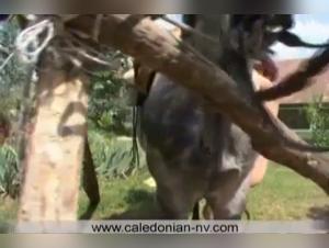 Knotty: Bestial Delights - Amazing XXX Videos