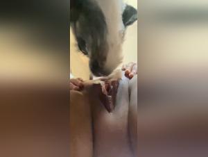 Lambida Canine: Delights prohibited