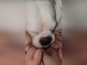 Lambidas: canine orgy and perverted enjoyment