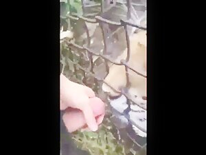 Leo - A wild and intense encounter