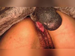 Lesbian Hardcore trio: bestiality and animal enjoyment