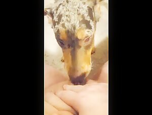 Lick me, goodboy - An intense zoophilia video