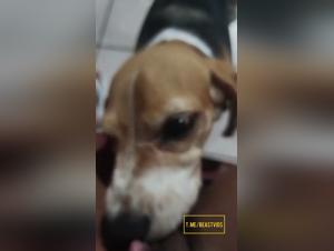 Licking Desire: Sensory Exploration with Dog