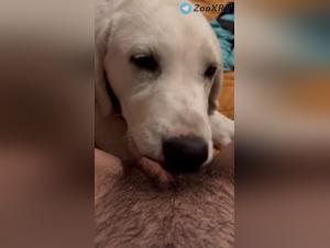 Licking Desire: Sensual Dog Play