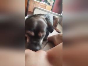 Licking Frenzy: Women bewitched by canine passion