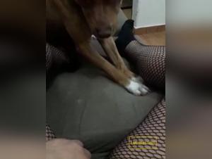 Licking: The Bestial Delight of Girls