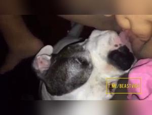 Licking: Where primal desire meets animal passion