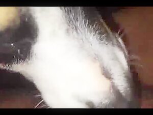 Little dog licking a hairy pussy and ass