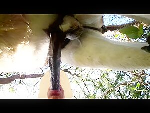 Man and animal: a forbidden encounter