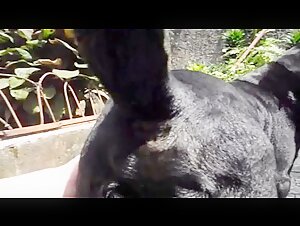 Man and Dog: An Unforgettable Sexual Encounter