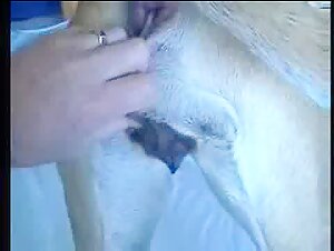 Man and female dog in an intimate relationship