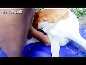 Man having sex with a female dog