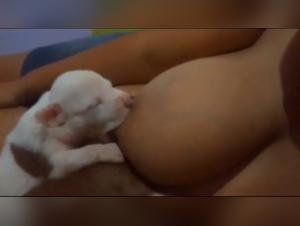 Maternal power: an undeniable canine lactation