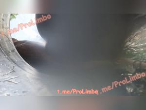 Mia, irresistible victim of a crazy dog