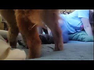 My Bestiality Video Collection #4