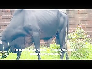 My encounter with a zebu: a story of intense zoophilia