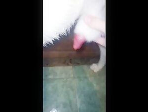 My Firsts - Bestial Experience