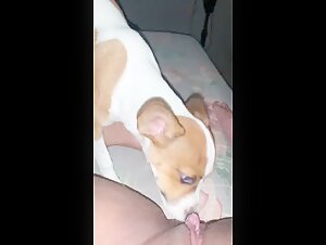 My girlfriend gets licked by our little dog