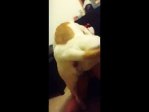 My girlfriend lets a dog fuck her for the first time